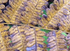 Pteridium aquilinum latiusculum