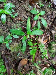 Staurogyne concinnula