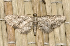 Eupithecia inturbata