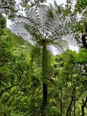 Sphaeropteris lepifera
