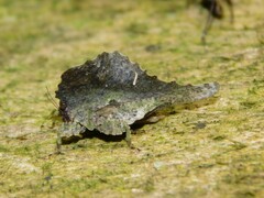 Acmophyllum undulatum