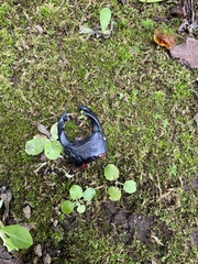 Dorcus hopei binodulosus