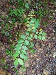 Zanthoxylum scandens