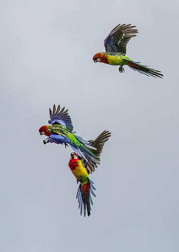Eastern Rosella, photo 3 of 7
