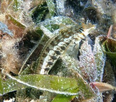 Parapercis australis