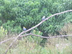 Platycercus adscitus