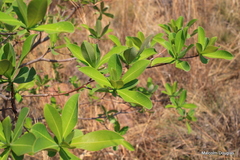 Terminalia brachystemma brachystemma