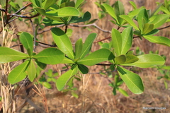 Terminalia brachystemma brachystemma