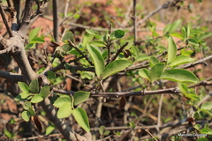 Jasminum