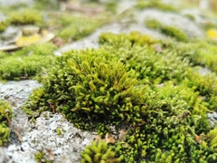 Lewinskya