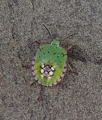 Nezara viridula