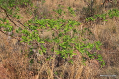 Terminalia brachystemma brachystemma