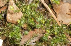 Acrotriche serrulata