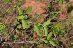 Jasminum