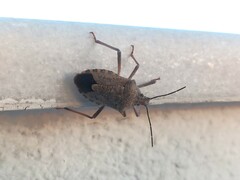 Apodiphus integriceps