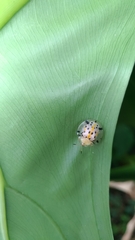 Aspidimorpha miliaris