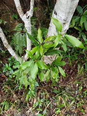 Machilus