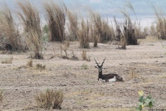Antilope cervicapra