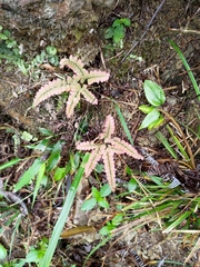 Adiantum flabellulatum
