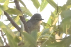 Vireo