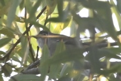 Vireo