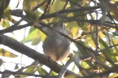 Vireo