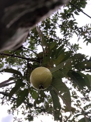 Psidium
