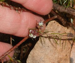 Acrotriche serrulata