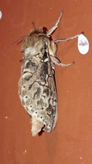 Wiseana cervinata