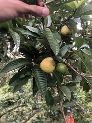 Psidium