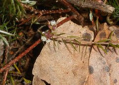 Acrotriche serrulata