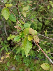 Viburnum luzonicum