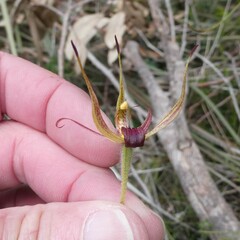 Caladenia leptochila