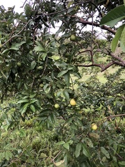 Psidium