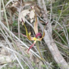 Caladenia leptochila