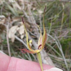 Caladenia leptochila