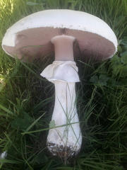 Agaricus urinascens
