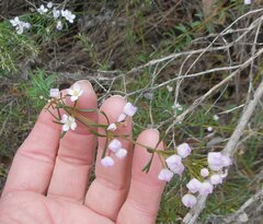 Boronia pilosa