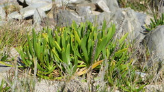Plantago carnosa
