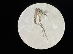 Aedes aegypti
