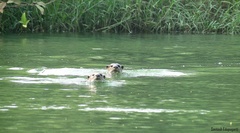 Lutrogale perspicillata