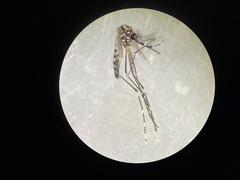Aedes aegypti