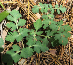 Tauschia glauca