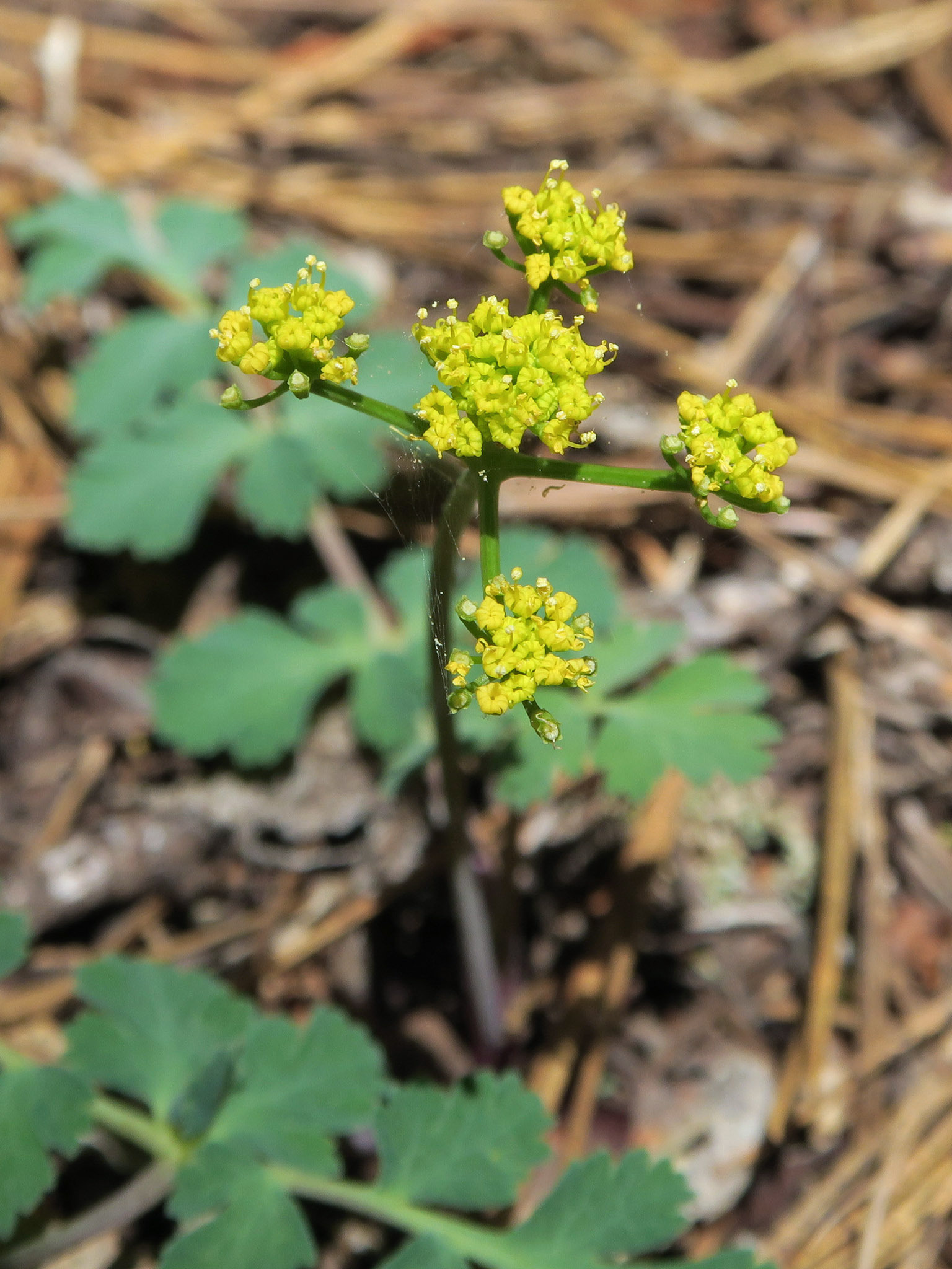 Tauschia glauca