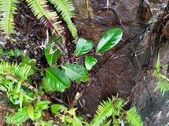 Glochidion rubrum