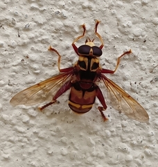 Milesia crabroniformis