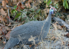 Numida meleagris