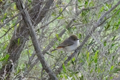 Acanthiza uropygialis