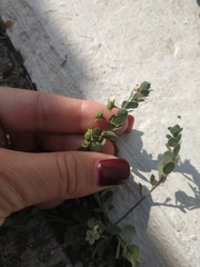 Andrachne telephioides