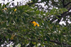 Oriolus chinensis
